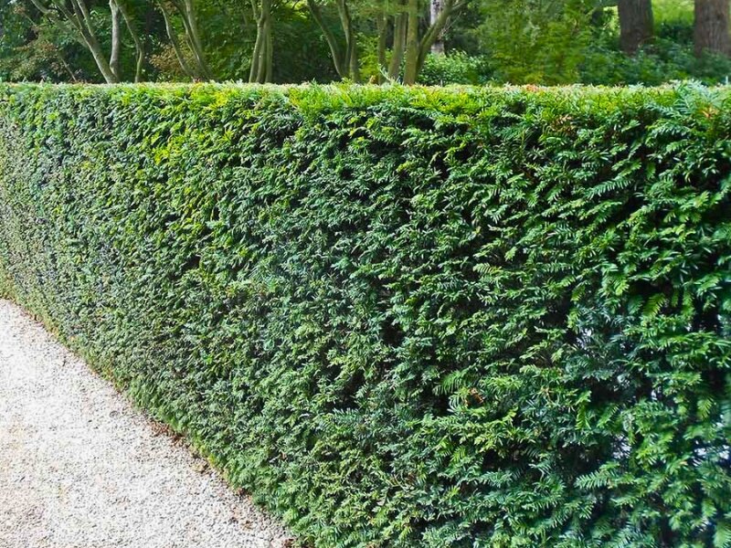 tiszafa-soveny MINI SVÉT