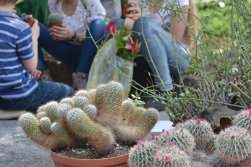tavaszkert 2022 kaktuszvásár