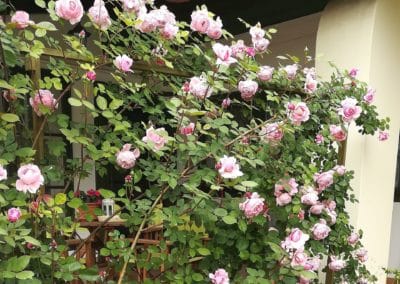 Angol rózsák a Herbárium Vendégház kertjében