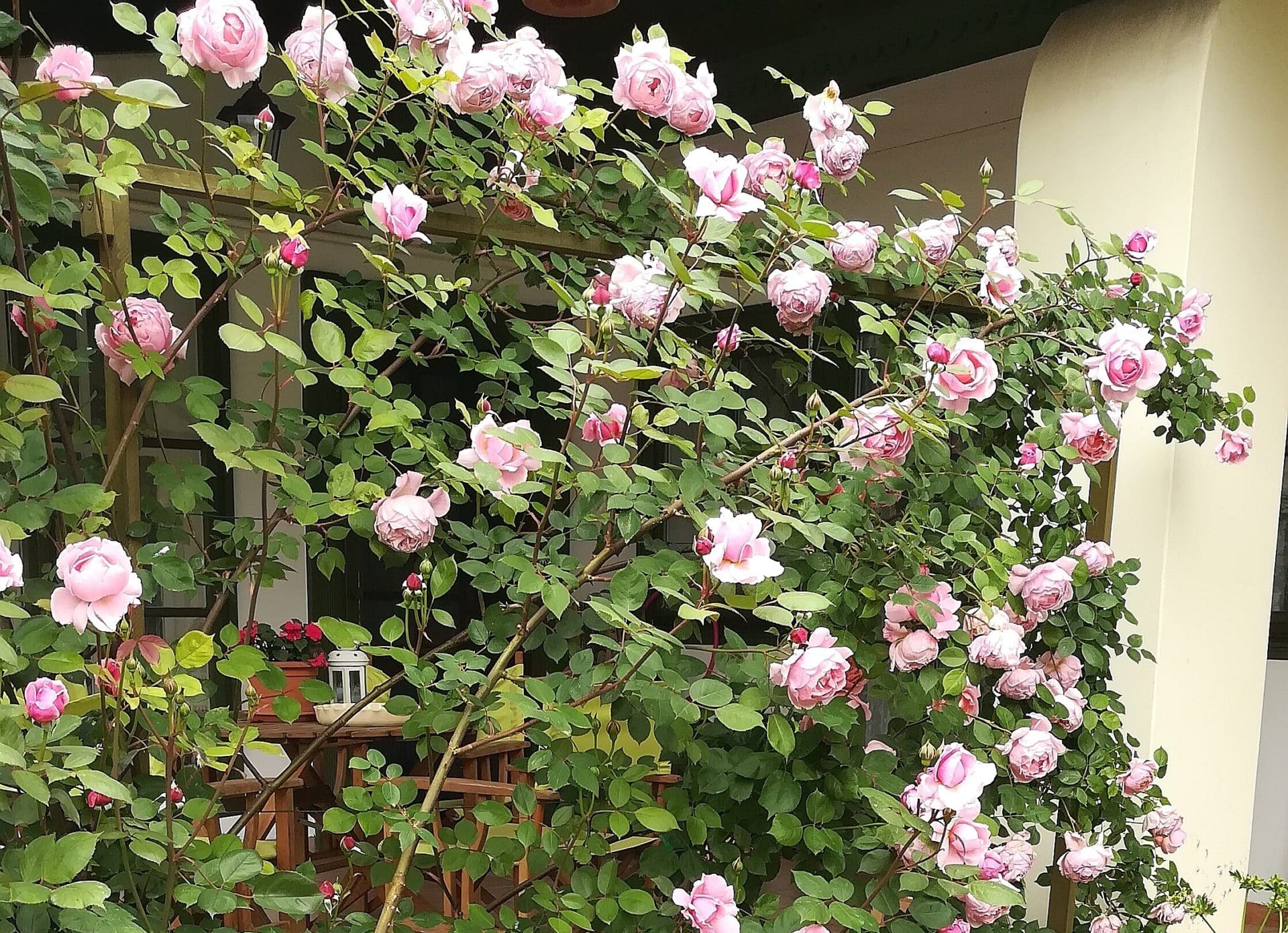 Angol rózsák a Herbárium Vendégház kertjében