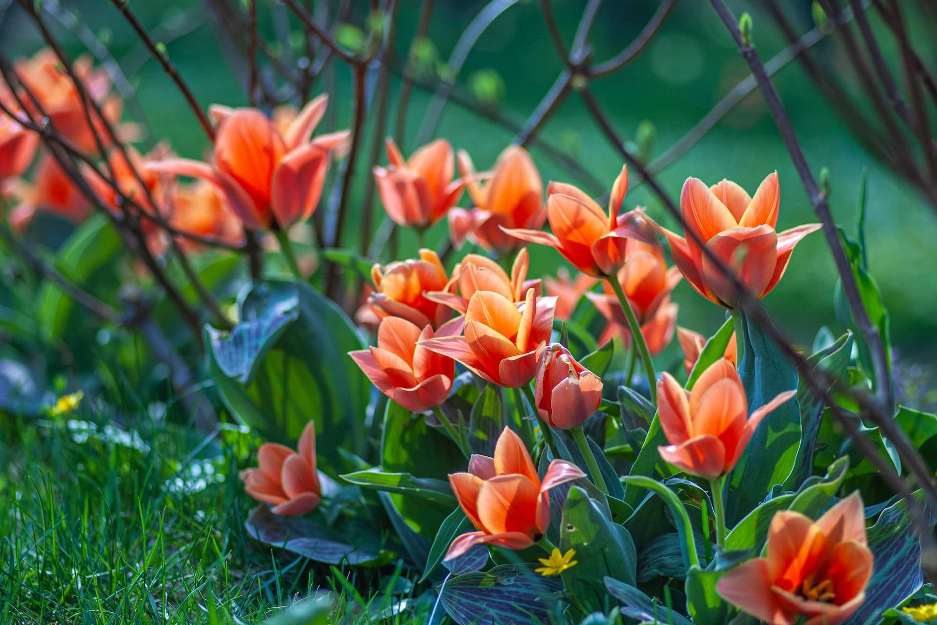 virághagyma lasagne tulipánok bokrok alatt