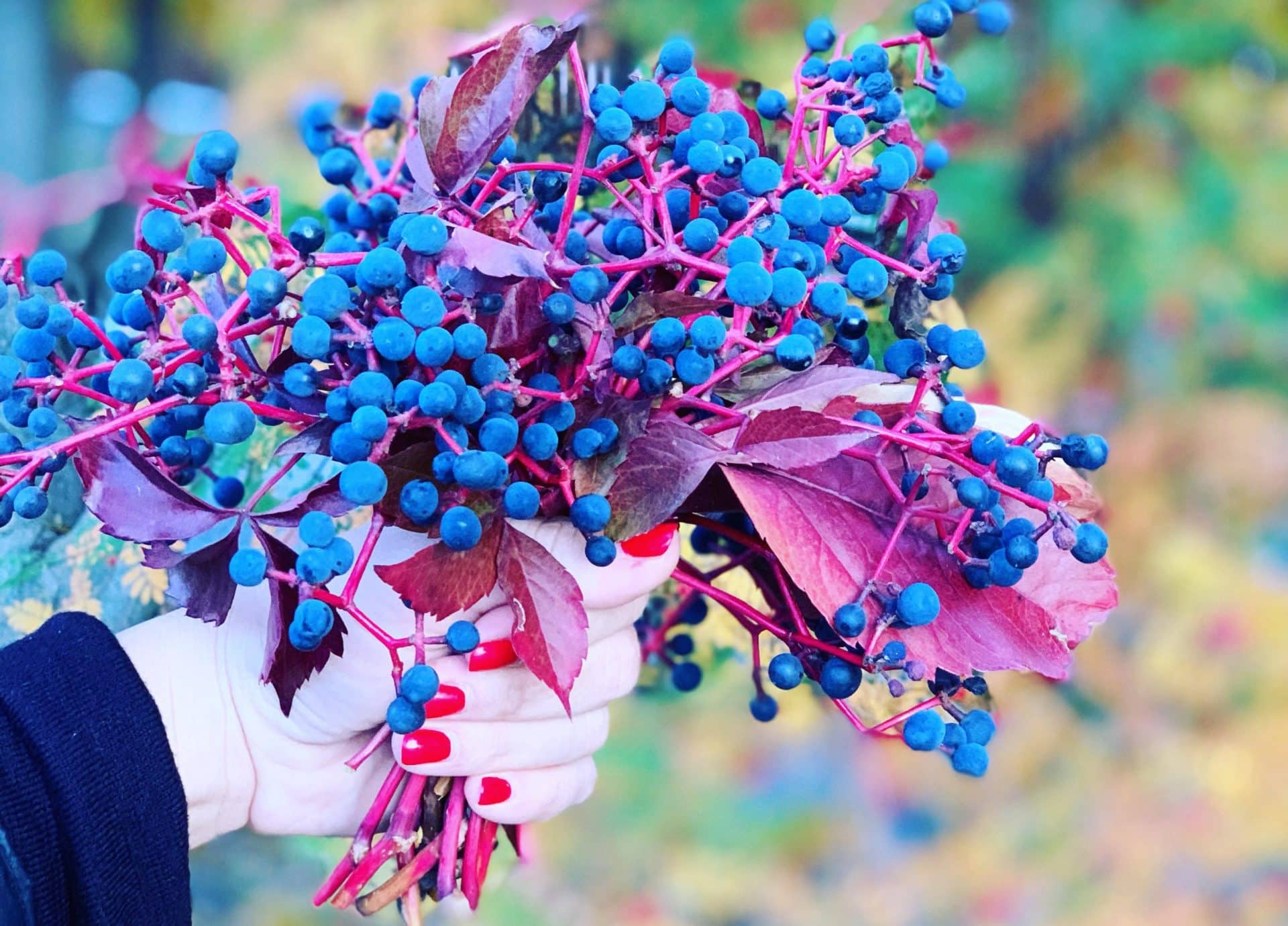 Őszi dekoráció - vadszőlő
