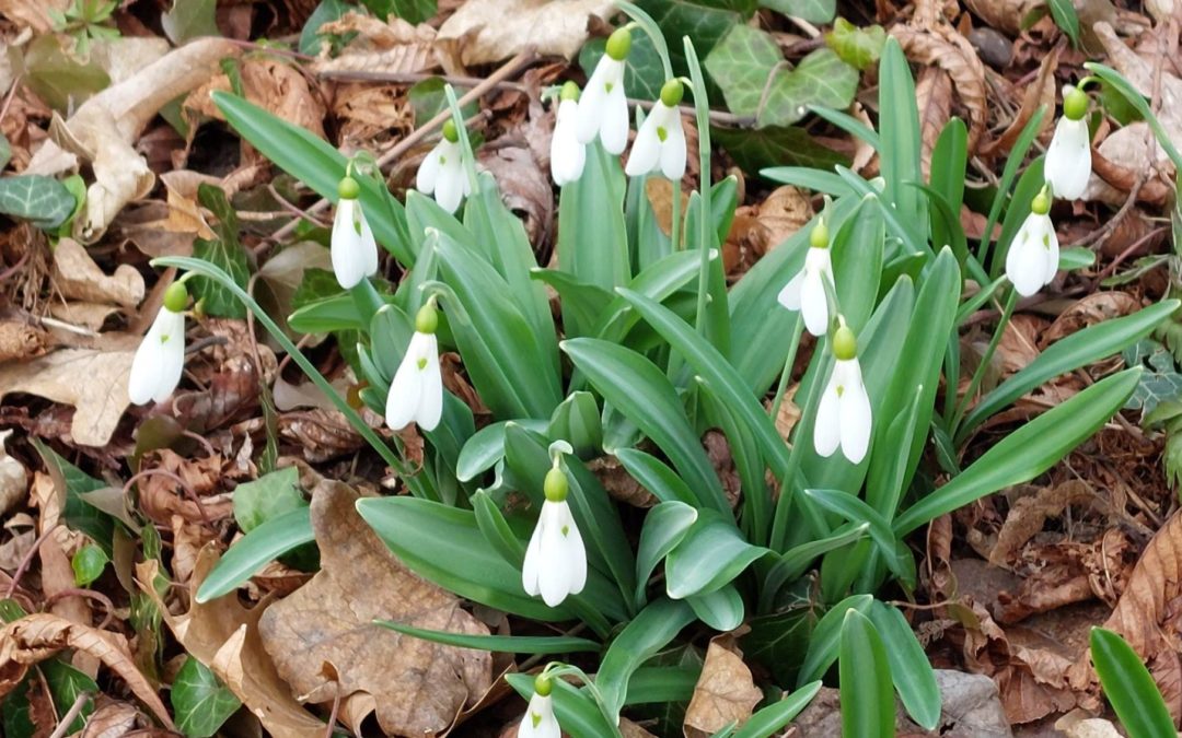 Hóvirágünnep az Alcsúti Arborétumban 2023 február közepétől