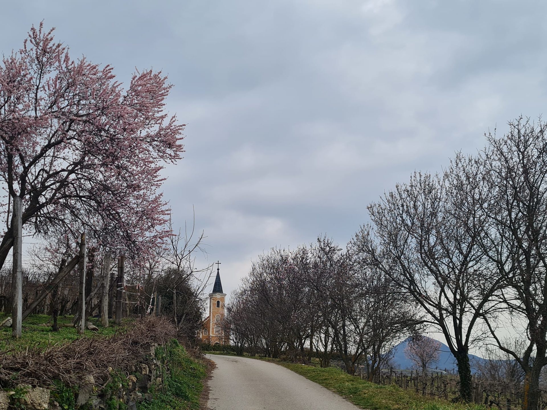 Mandulavirágzás a Szent György-hegyen a Lengyel kápolnánál, Balaton-felvidék