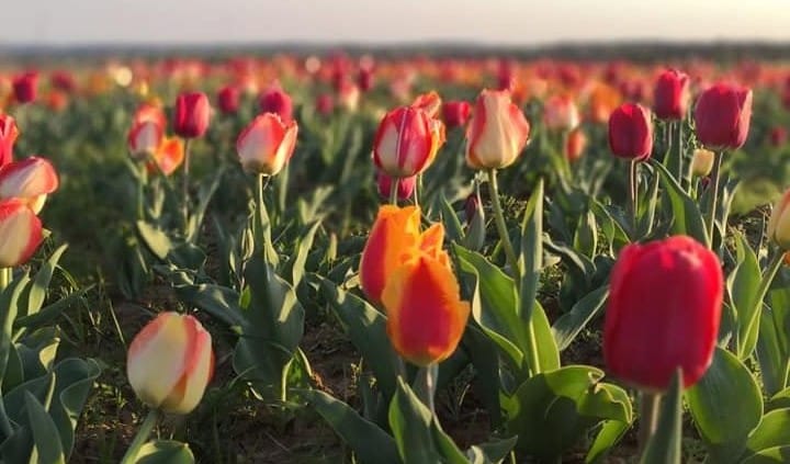 Tulipánszüret 2023 - országos lista - Kincsek Völgye