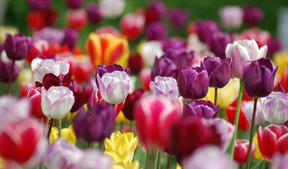 Tulipánszüret 2023 – országos lista a szedd magad tulipános kertekről