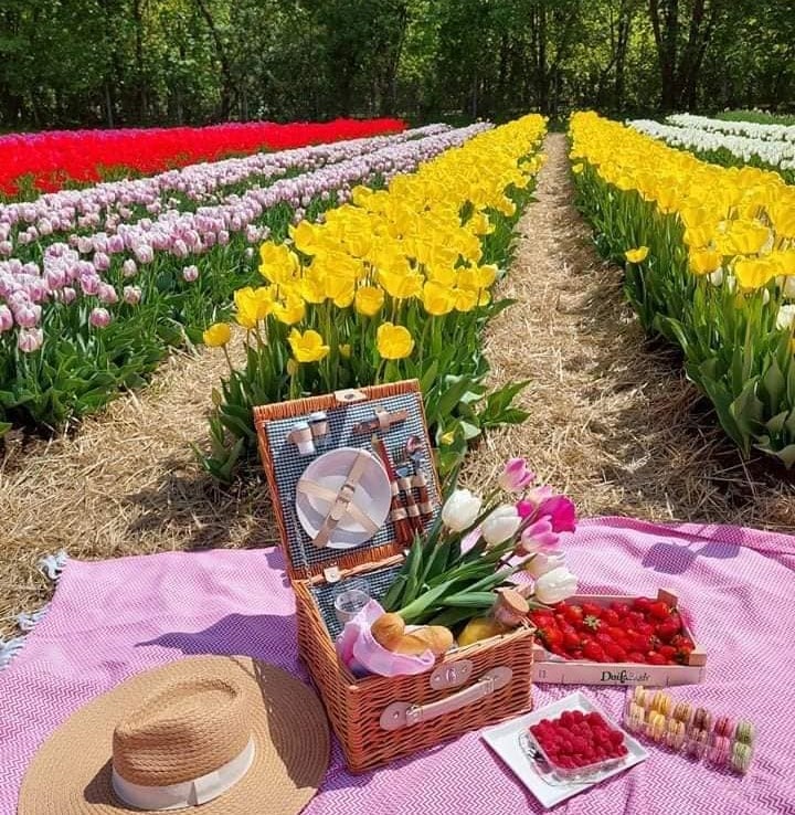 Tulipánszüret 2023 - országos lista - Tulipgarden, Nagykőrös