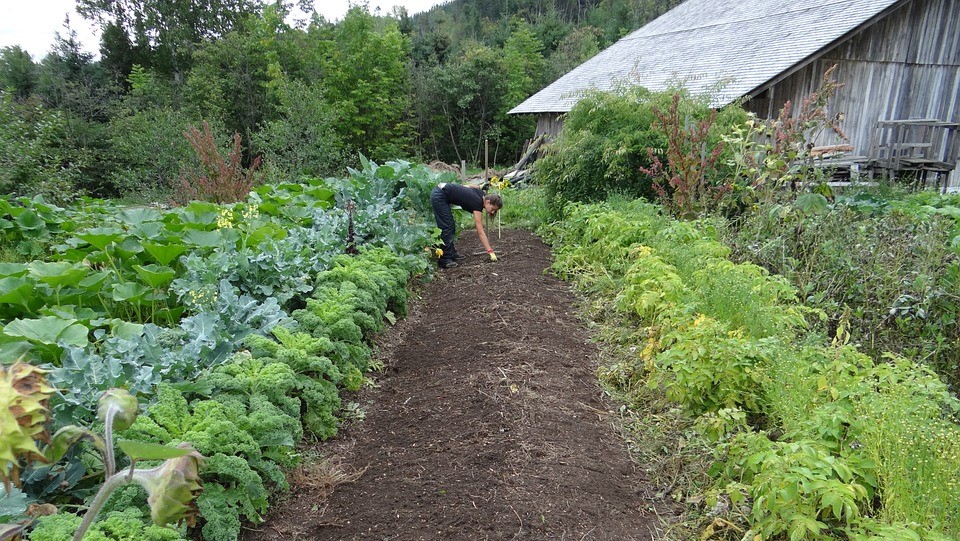 Növénytársítások a kártevők ellen - vegyszermentes kertészkedés, bio gazdálkodás