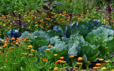 Jó és rossz szomszédok a kertben – növénytársításokkal a kártevők ellen