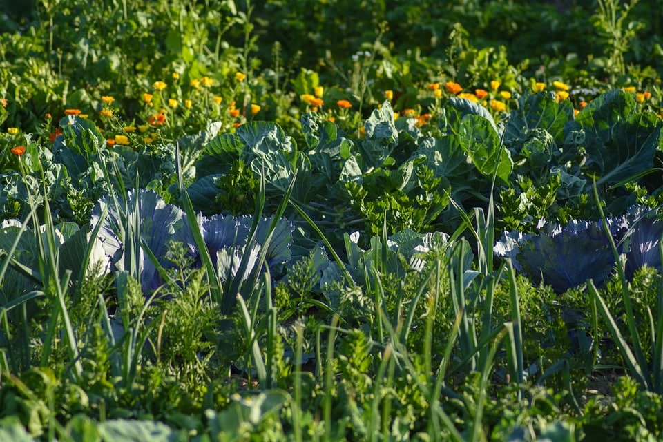 Növénytársítások a kártevők ellen - vegyszermentes kertészkedés, bio gazdálkodás