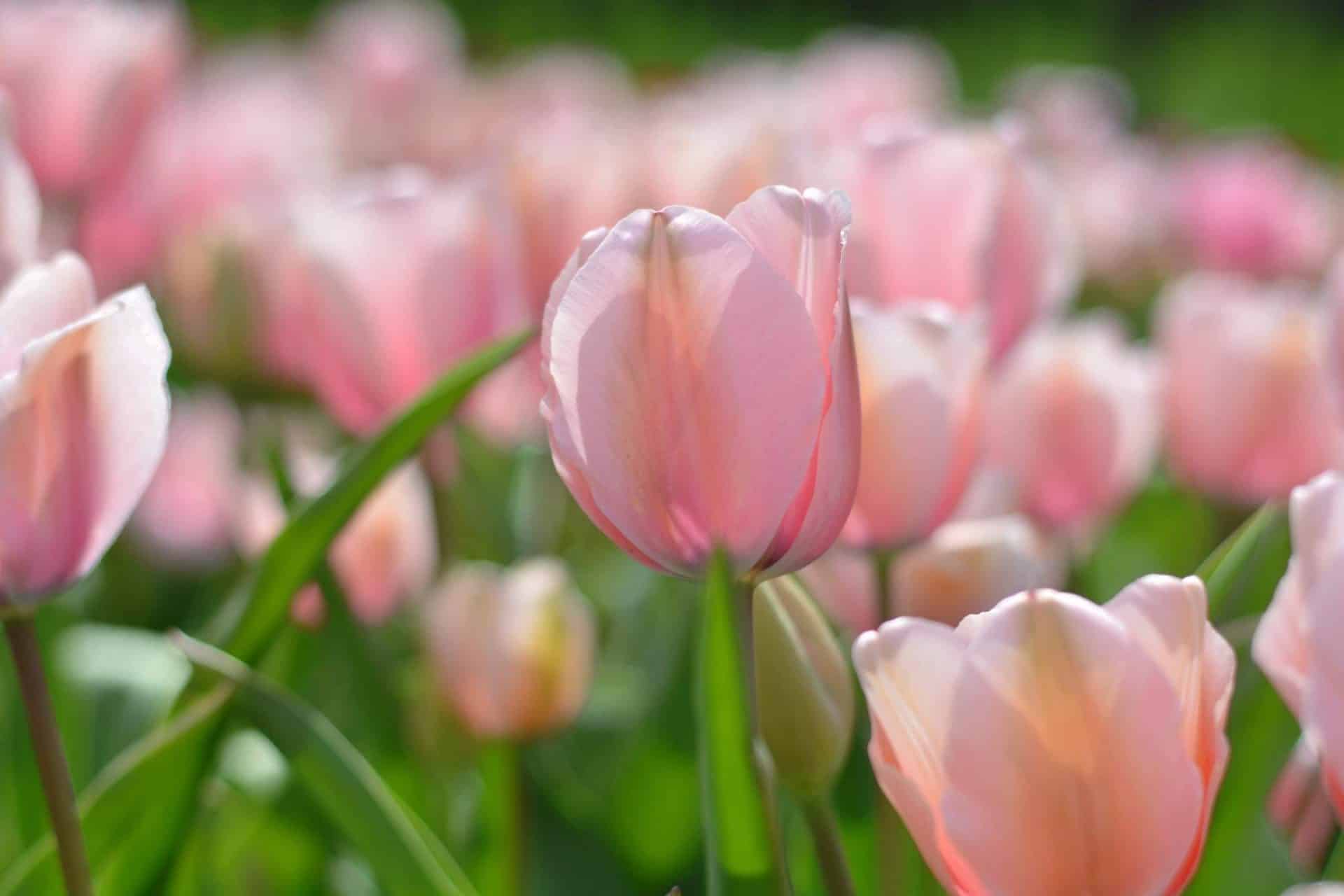 tulipános kert Tisza-tó