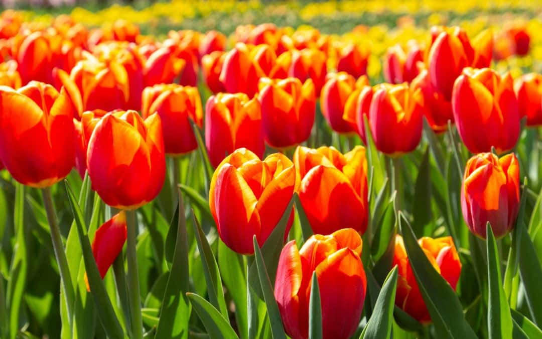 tulipánszüret 2024 - tulipán mező Magyarországon