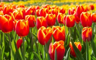 Tulipánszüret 2024 – a legszebb tulipán mezők Magyarországon
