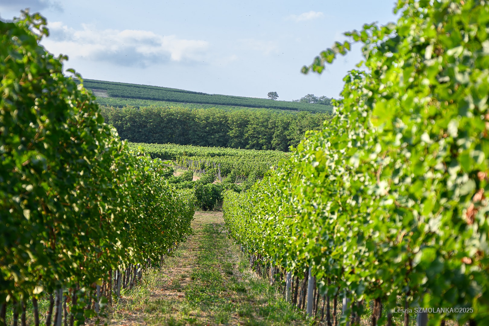 Zelna borászat, Mérmű stúdió