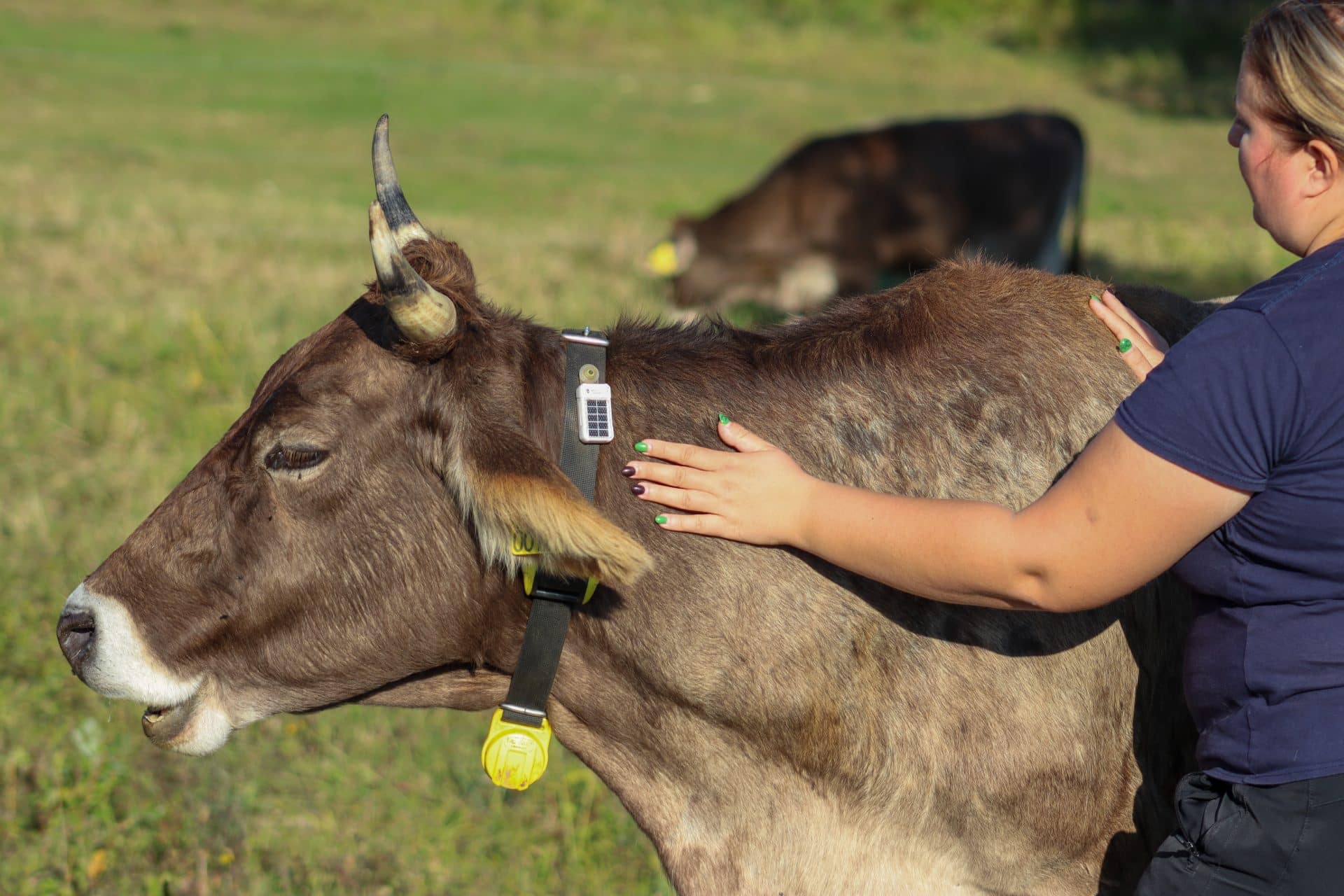 Zelna borászat, Mérmű stúdió, rusztikus lakberendezési ötletek,