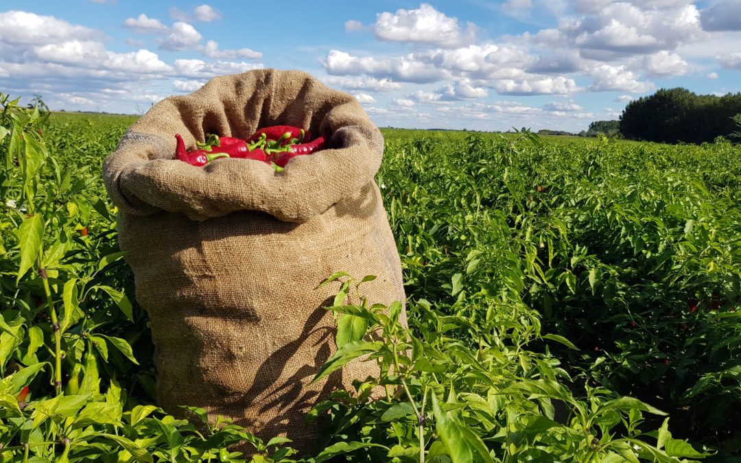 Amikor a paprika hazahív – A Fajszi Paprika Manufaktúra története